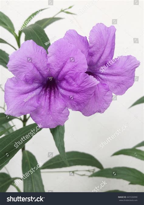 Purple Ruellias Flower Garden Ruellia Tuberosa Stock Photo 447226990