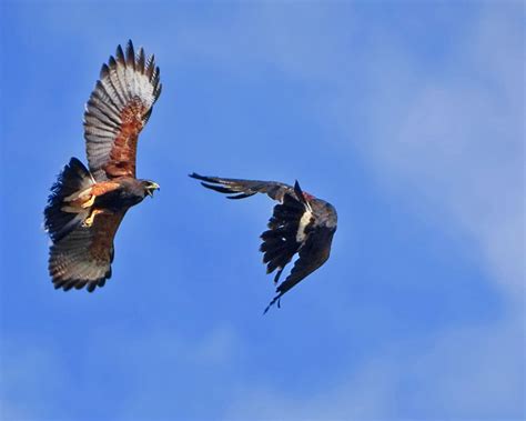 Gavião asa de telha Parabuteo unicinctus PhotoAves