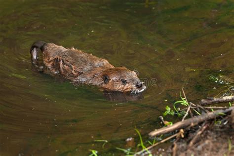 North American Beaver Kit Castor Canadensis Reflected In Water Stock