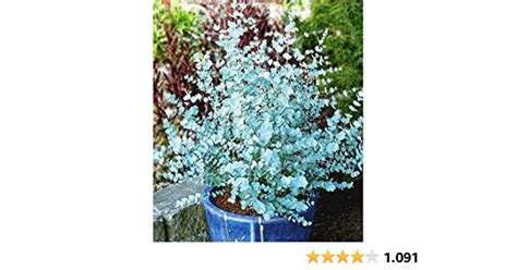 A Blue Potted Plant With White Flowers In It