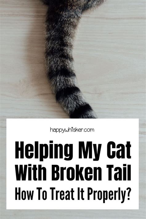 Helping My Cat With Broken Tail - How To Treat It Properly?