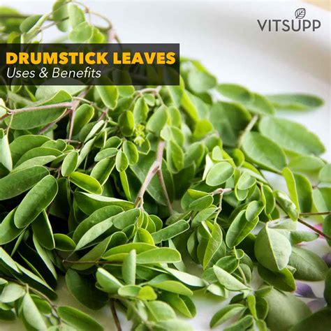 Drumstick Leaves Flowers Seeds Health Benefits And Side Effects