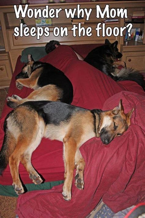 Sleeping Dog Meme Funny German Dog Sleep Shepherds Shepherd Memes Dogs