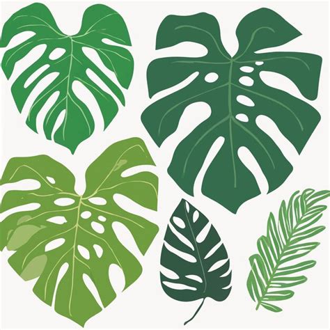 Conjunto Vectorial De Hojas De Monstera Vector Premium