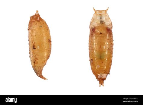 Vinegar Fly Fruit Fly Drosophila Melanogaster Pupa In Various Shots Isolated On A Light