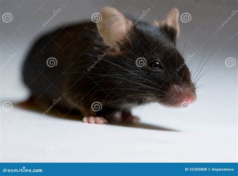 Black Mouse Stock Photo Image Of Rodent Research Genetics 22305808