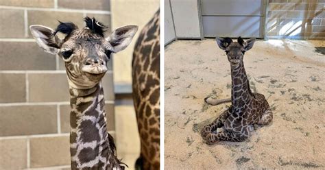 A Cute and Healthy Baby Giraffe Is Born at the Sacramento Zoo