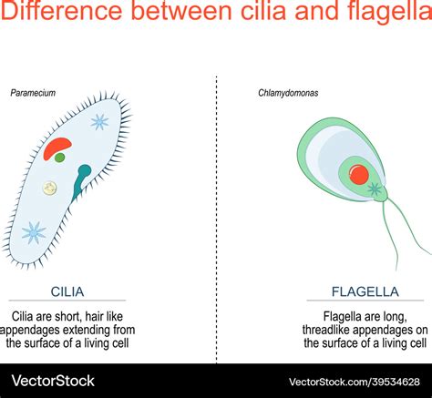 Cilia and flagella paramecium chlamydomonas Vector Image