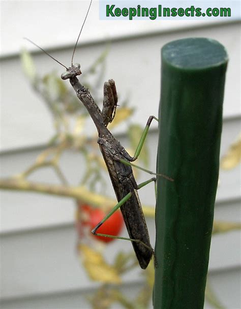 Carolina Mantis Praying Mantis Keeping Insects