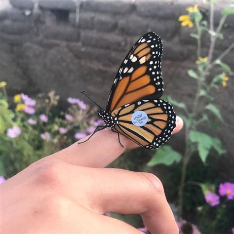 Monarch Butterfly Release Project Taos Eco Kids Club Taos Eco Kids Club