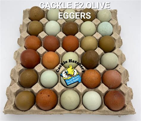 F Olive Egger Cackle Hatchery