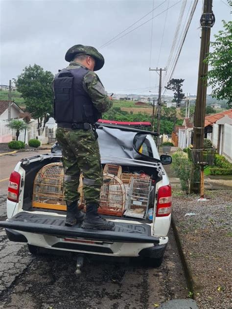 3º Batalhão Ambiental da Brigada Militar flagra pássaros silvestres