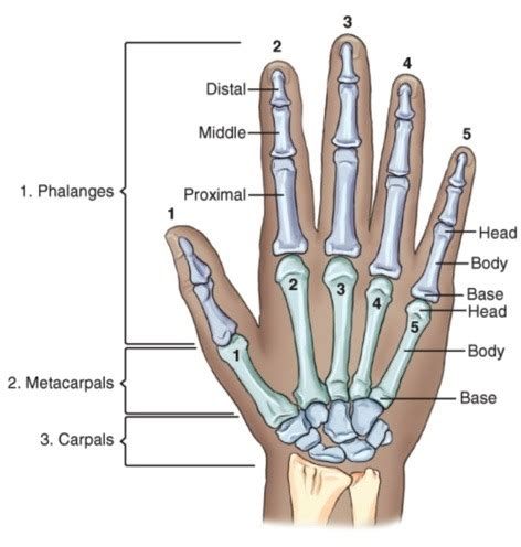 hand anatomy Diagram | Quizlet