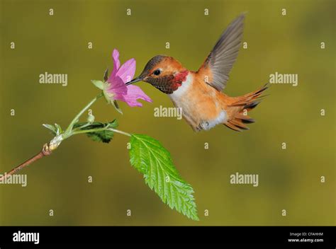 Male Rufous Hummingbird Selasphorus Rufus Feeding On The Nectar Of A