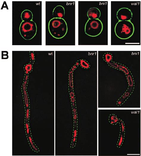 Analysis Of Endocytosis Endocytosis And The Vacuolar Morphology Of The