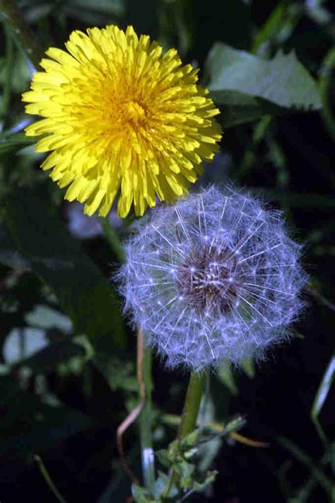 L Wenzahn Taraxacum Officinale