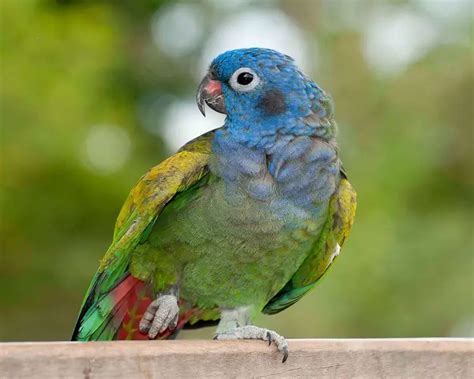 Blue-headed Parrot EBird, 43% OFF | www.pinnaxis.com