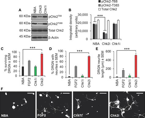 Inhibition Of Chk2 Promotes DRGN Survival And Neurite Outgrowth In