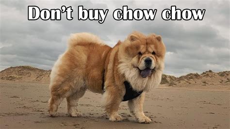 Chow Dog Meme