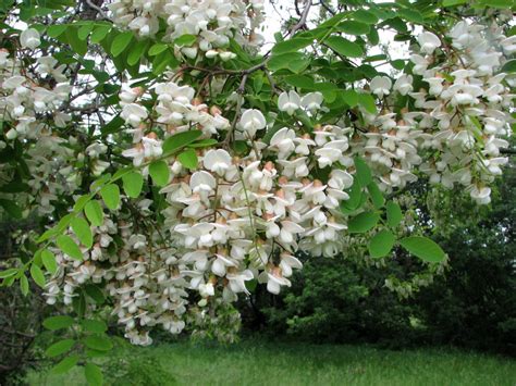 Robinia Pseudoacacia Tree 300 Seeds Fragrant Cold Hardy Black Locust