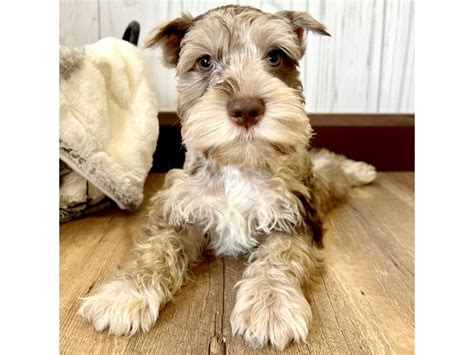 Liver Miniature Schnauzer Jolene | Midwest Mini Schnauzers