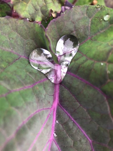 3 Rooted Purple Tree Collard Plants - Project Tree Collard