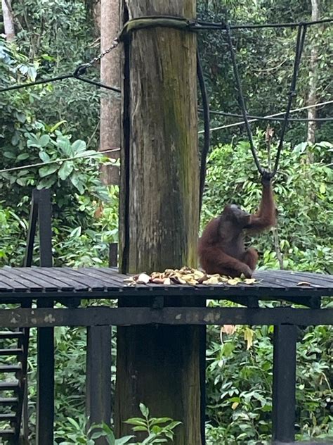 Private Full Day Sepilok Orang Utan Bornean Sun Bear And Rainforest