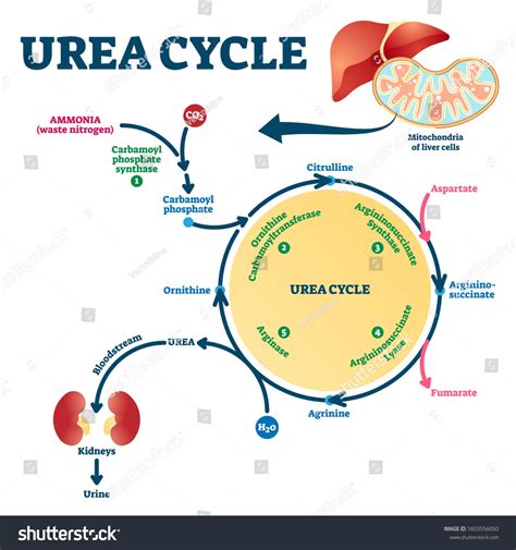 Urea cycle – Artofit