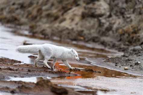 Raposa do ártico vulpes lagopus na tundra selvagem raposa do ártico