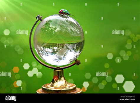 Lychee fruit seed germination Stock Photo - Alamy