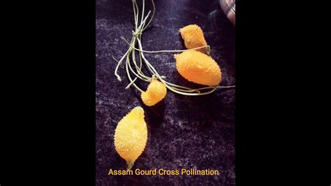 Assam gourd ಮಡ ಹಗಲ ಕಡ ಪರ cross pollination YouTube