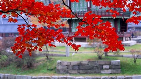 Gyeongbok Palace, Autumn Leaves, Towards The Garden. Free Stock Video ...