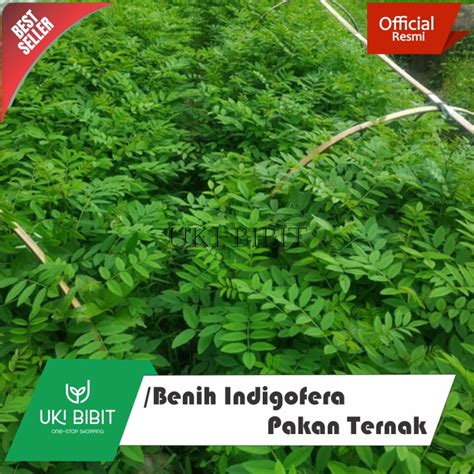 1 Kg Benih Indigofera Pakan Ternak Lazada Indonesia