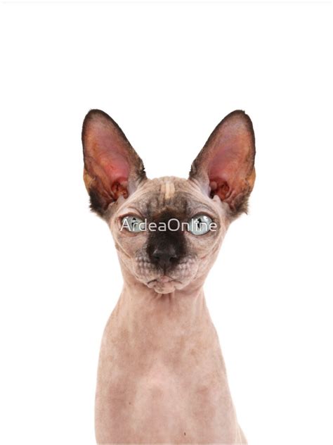 "Unusual hairless Sphynx Cat staring with big ears" T-shirt by ...