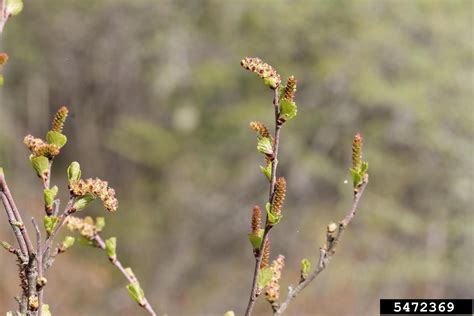 Bog Birch Betula Pumila