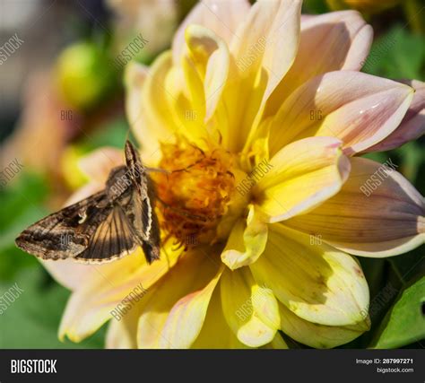 Flower Garden Sunny Image & Photo (Free Trial) | Bigstock