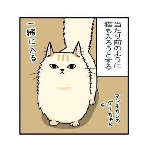 ＜画像69 199＞19匹の猫と暮らす猫まみれの幸せな日常漫画【もちこ Mogutchecho 】｜ウォーカープラス