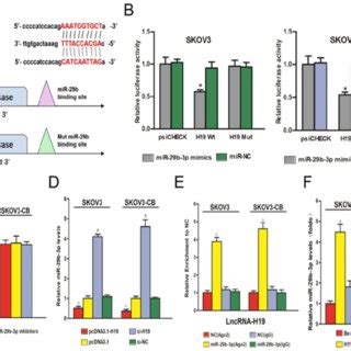 Lncrna H And Mir B P Levels Between Eoc And Control Tissues Cells