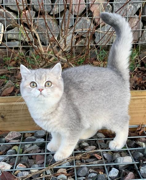 Joanie Amiryck British Shorthair Cats