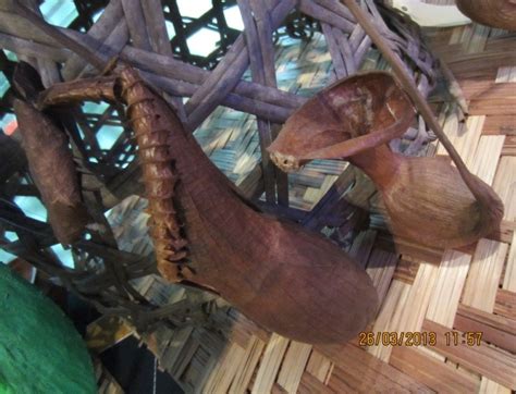 rs  carnivorous pitcher plant