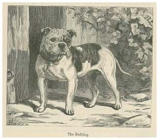 63+ English Bulldog 1800s - l2sanpiero