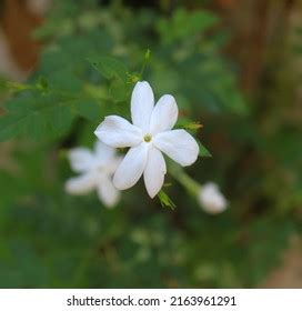 Jasmine Flower Garden Stock Photo 2163961291 | Shutterstock