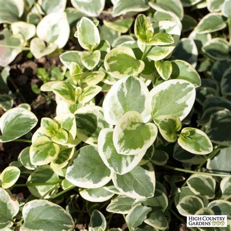 Vinca major - big leaf variegated periwinkle - ground cover; smaller ...