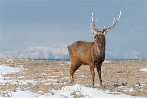 Sika Deer With Large Antlers - Animals Photography Prints