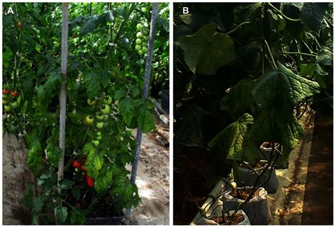 A Symptoms Of Tomato Infectious Chlorosis Virus Infection Showing