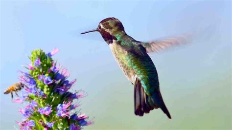 Bee Hummingbird: World's Smallest Bird