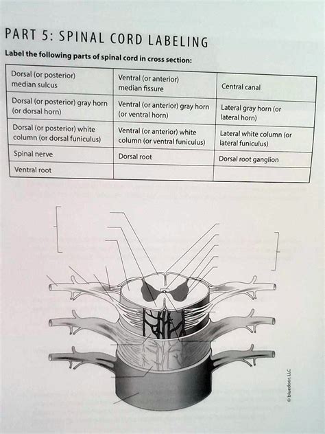 SOLVED PART 5 SpinaL CORD LABELiNG Label The Following Parts Of