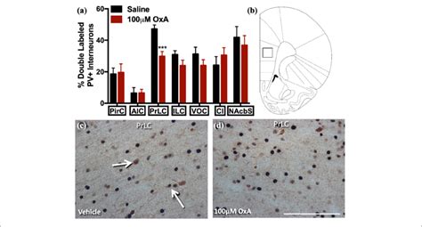 C Fos Expression In Pv Positive Gabaergic Interneurons After