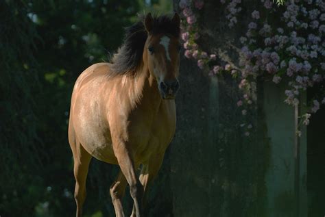 Animal Caballo Mamífero Foto Gratis En Pixabay