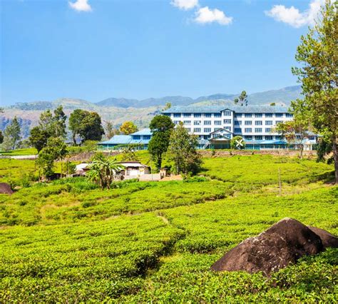 Handunugoda Tea Factory Handunugoda Visit With Reveal The Collection